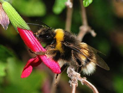 Habitat/Features - Biosecurity Large Earth Bumblebee