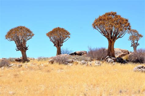 Namib Desert | One Earth