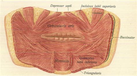 Bolsa Sorprendido Suavemente lip muscles anatomy Nosotros mismos ...