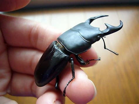 Japanese Rhino Beetle For Sale - Citas Para Adultos En Ecuador