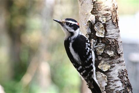Male Downy Woodpecker | Indiana Ivy Nature Photographer | Flickr