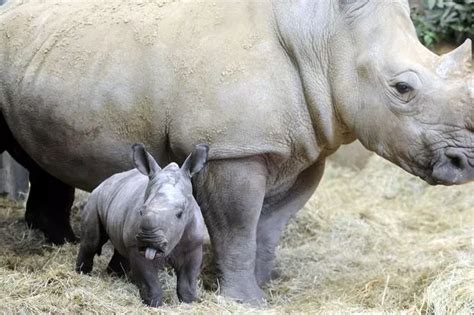 Awww! Meet the adorable baby rhino born at Cotswold Wildlife Park - Gloucestershire Live