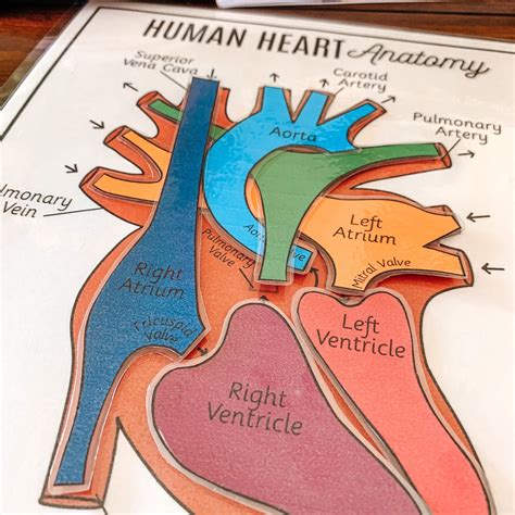 Human Heart Anatomy Printable Activity & Vocabulary - Arrows And Applesauce Human Body Games ...