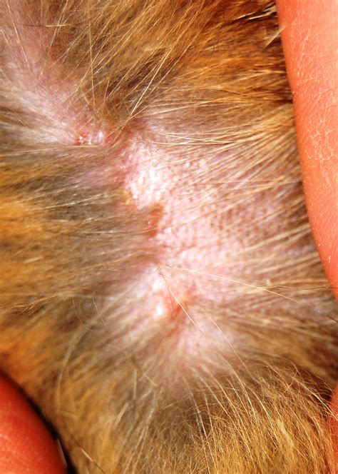 Home Remedies For Miliary Dermatitis In Cats Online Buy, Save 49% ...