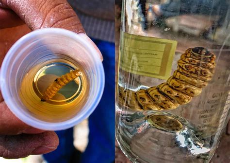 What is a Tequila Worm? Should you eat it? And why is it there? — Smartblend