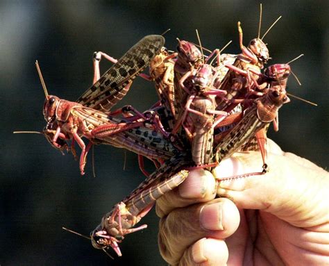Scientists Make First Complete Genome of Desert Locust