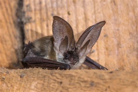 Townsend’s Big-eared Bat | Animals Happen Wildlife Control