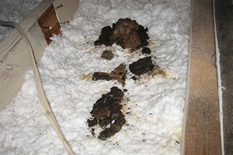 Raccoon Feces in the Attic - Photographs - How to Identify and Clean