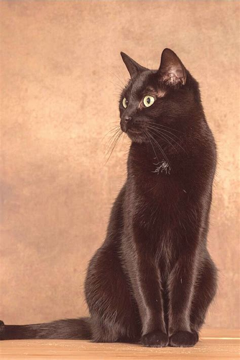 Beautiful black cat | Black cat painting, Cute black cats, Black cat art