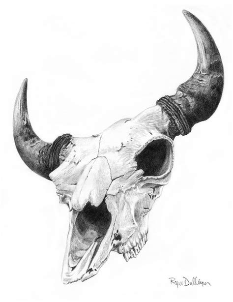 "Buffalo Skull" by Roger Dullinger | Buffalo skull, Skull sketch, Skull art