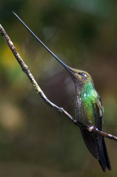 Pin on Hummingbirds