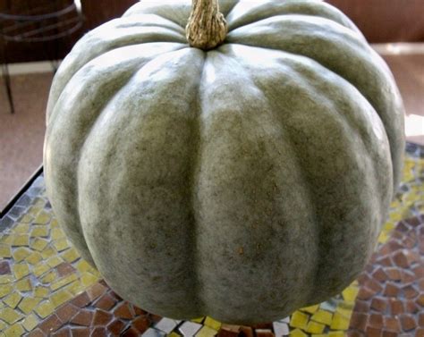 #Jarrahdale Pumpkins Make Great Puree #GardenSense | Jarrahdale pumpkin ...