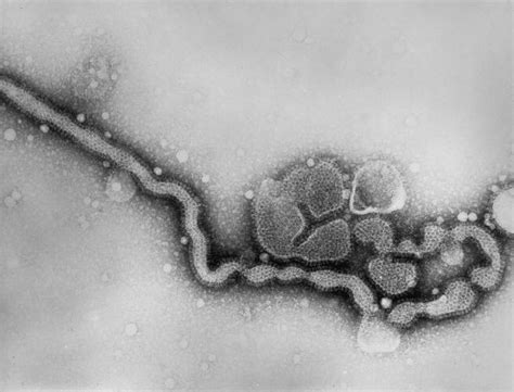 INFLUENZA VIRUS