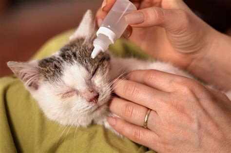 Feline Herpesvirus 1 (FHV-1) Infection: Causes, Symptoms, And Treatment - All About Cats