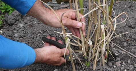 When is the best time to cut ornamental grasses - David Hurrion