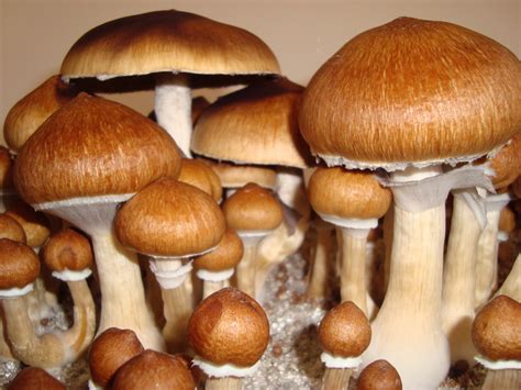 Psilocybe cubensis Corumba Spores (3805) Lil' Shop of Spores