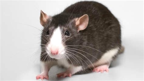 5 reasons why rats make the best pets | Explore | Awesome Activities & Fun Facts | CBC Kids