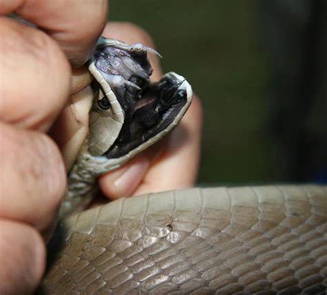 Black Mamba Fangs | The black mamba (Dendroaspis polylepis),… | Flickr