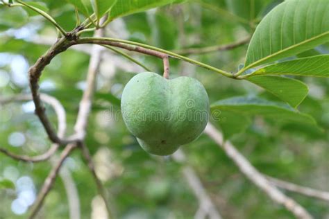 Green Rubber Fruit in a Tree Stock Image - Image of fruit, forest ...