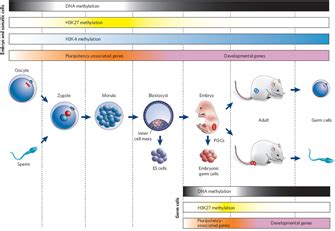Gene Expression Regulates Cell Differentiation | Learn Science at Scitable