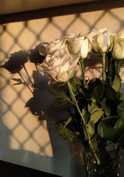 Aesthetic White Roses | Rosen hintergrundbilder, Weiße blumen, Blumen hintergrund iphone