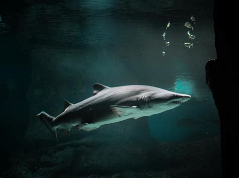 Shark Underwater · Free Stock Photo