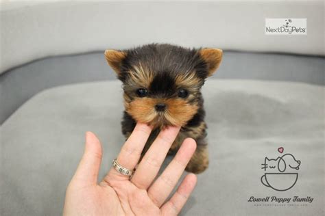 Biscuit: Yorkshire Terrier - Yorkie puppy for sale near Atlanta, Georgia. | e798c334-fd81