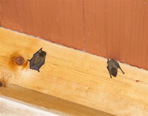 Bats in Your Attic? How to Get Rid of Them (And Other Pests)