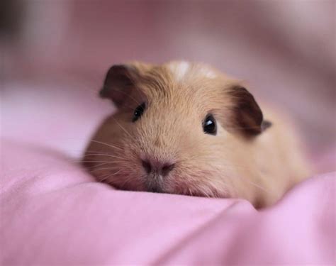 Funny Guinea Pig Wallpapers - Top Free Funny Guinea Pig Backgrounds ...