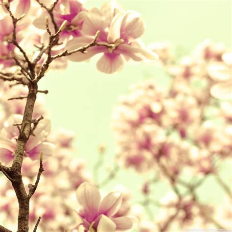 Pink Magnolia Ultra Backgrounds for, yellow magnolia HD phone wallpaper ...