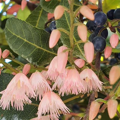 Rudraksha Tree In India Location - Goimages I