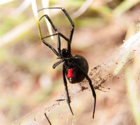 Black Widow Spider Food : Halloween Week: Arachnophobia Party Concept ...