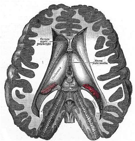 Ancient Secrets Come into Sight: The Pineal Gland, Pine Cone Symbolism, and the Third Eye ...