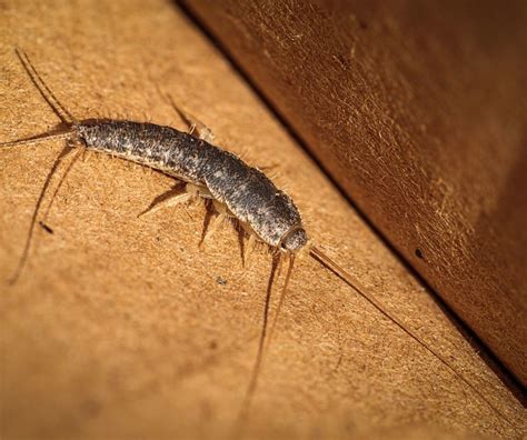 What Are Silverfish and How Do I Get Rid of Them?