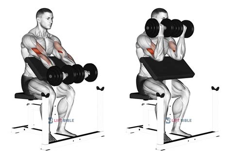 Dumbbell Seated Preacher Curl - Home Gym Review