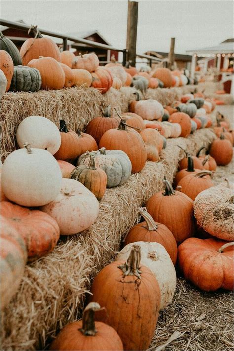 Pumpkin Parade | Cute fall wallpaper, Autumn inspiration, Fall pictures