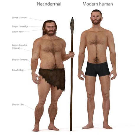 Neanderthals were sprinters rather than distance runners, our study surprisingly suggests