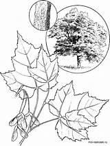 Maple Tree coloring Pages For kids Free Printable  sketch template