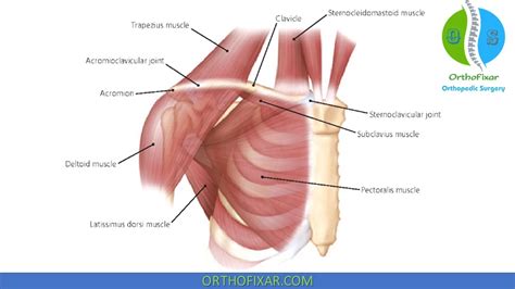 Sternoclavicular Joint And Acromioclavicular Joint