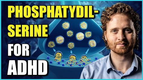 Phosphatidylserine Benefits For ADHD (The Research Explaining Why ...