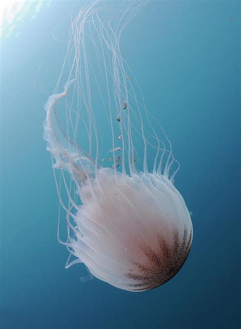 Sea Nettle Jellyfish In Atlantic Ocean Photograph by Karen Doody/stocktrek Images | Fine Art America