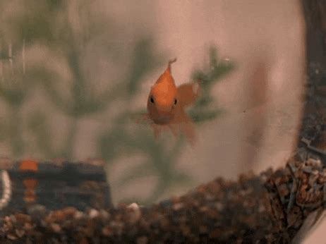 breathe | GIF | PrimoGIF