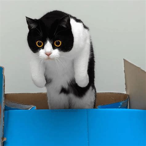 PsBattle: This cat jumping out of a box : r/photoshopbattles