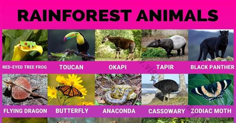 Rainforest Animals: 40 Amazing Animals Found in the Rainforest - Visual ...