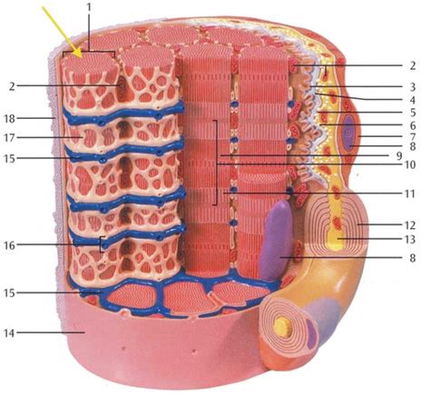 Skeletal muscle model Flashcards | Quizlet