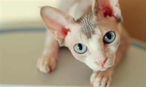 Gato Esfinge o Gato Sphynx | 10 Curiosidades que le hacen MUY especial