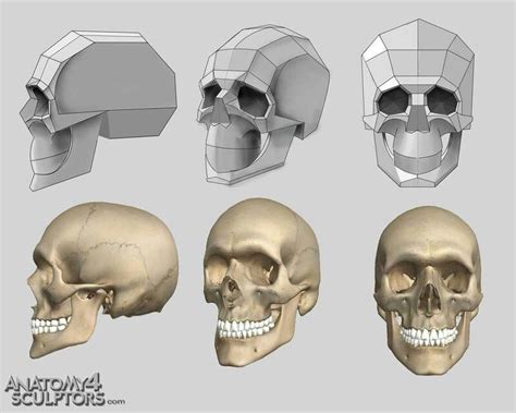 Skull reference, Skull anatomy, Anatomy reference