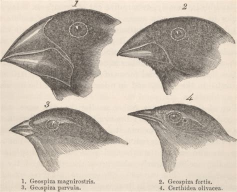 Darwin’s or Galapagos finches. Drawing from Darwin’s account of his ...