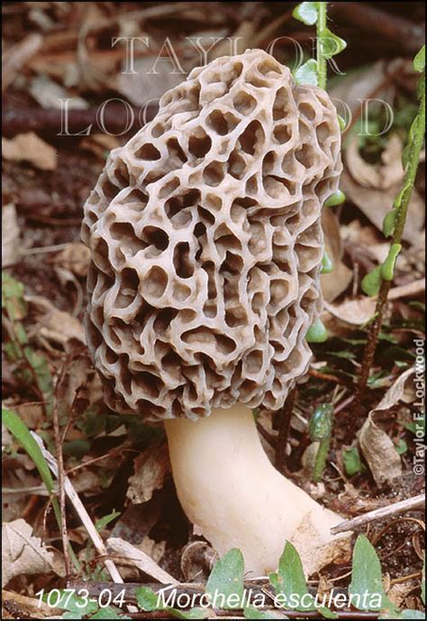 Morchella esculenta - Mushroom.Pro