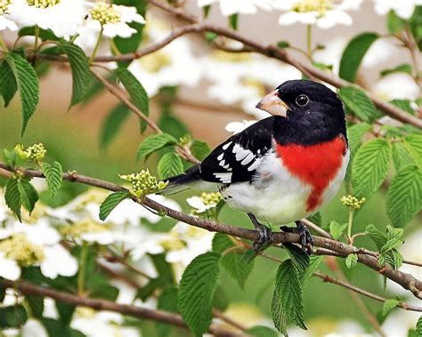 Adorable Birds Spring Wallpapers - Wallpaper Cave